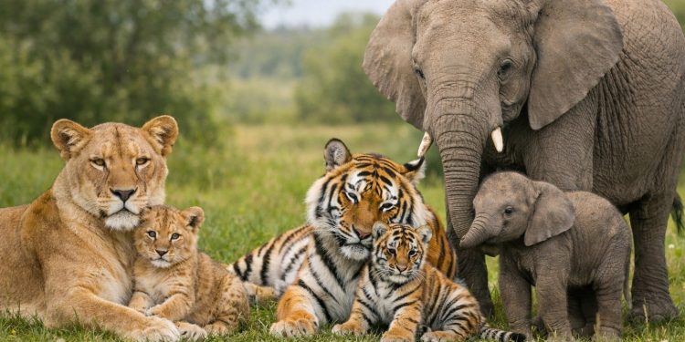 Leksika za bremenitost, porode i mladunčad životinja